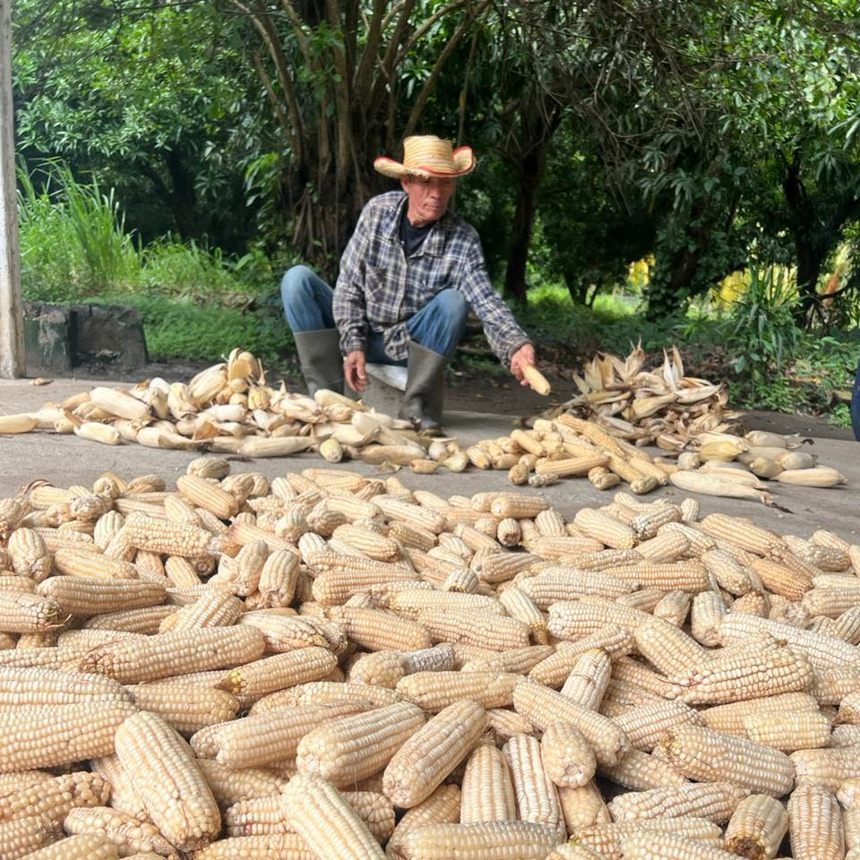 Trabajo de campo con productores de maíz