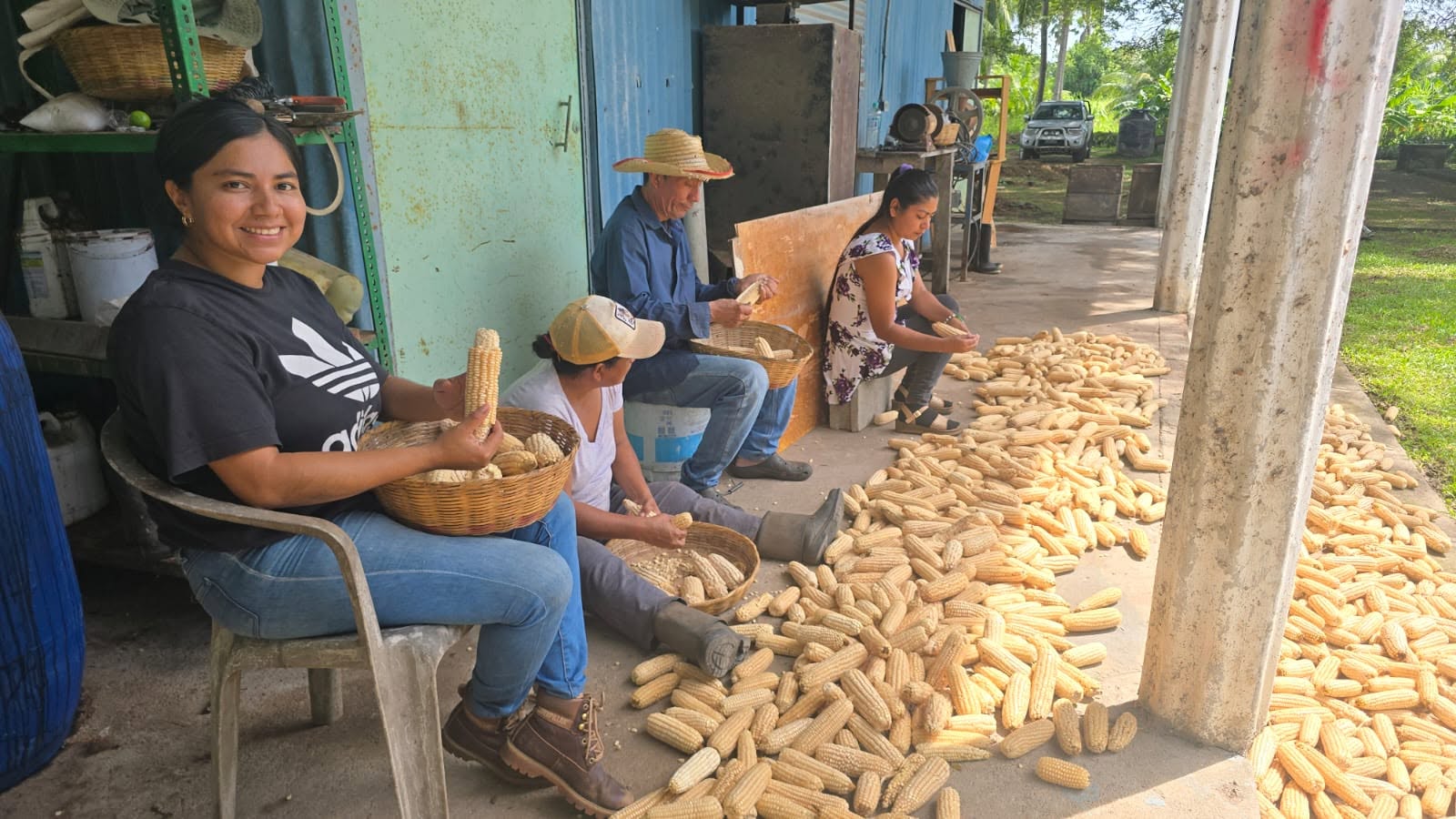 Maíz, cultivo de identidad en El Salvador
